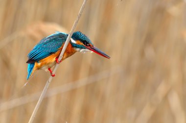 Kingfisher (Alcedo burada)