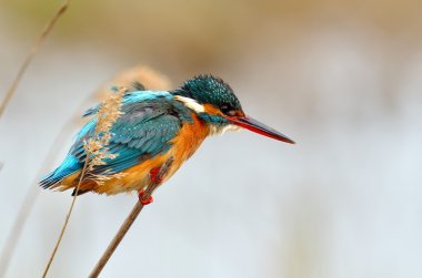 Kingfisher (Alcedo burada)