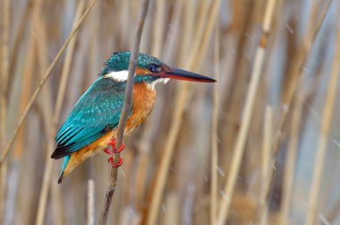 Kingfisher (Alcedo burada)