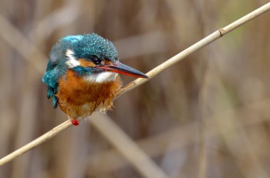 Kingfisher (Alcedo burada)