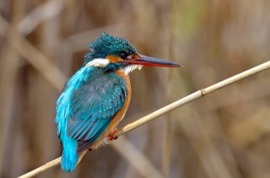 Kingfisher (Alcedo burada)