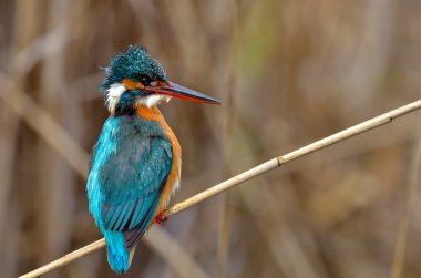 Kingfisher (Alcedo burada)