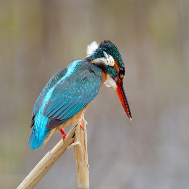 Kingfisher (Alcedo burada)