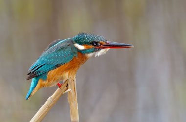 Kingfisher (Alcedo burada)