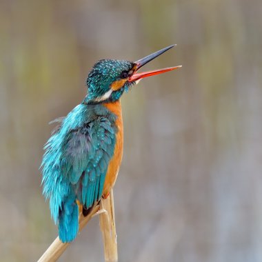 Kingfisher (Alcedo burada)