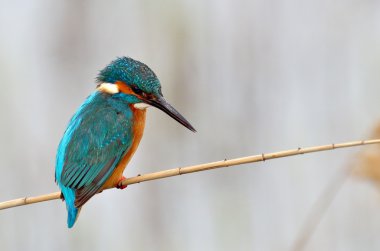 Kingfisher (Alcedo burada)