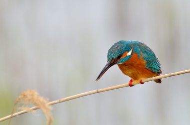 Kingfisher (Alcedo burada)