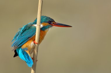 Kingfisher (Alcedo burada)