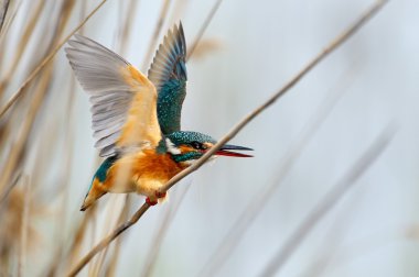 Kingfisher (Alcedo burada)