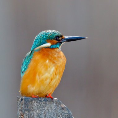 Kingfisher (Alcedo burada)