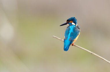 Kingfisher (Alcedo burada)