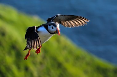 Puffin flying (fratercula arctica) clipart