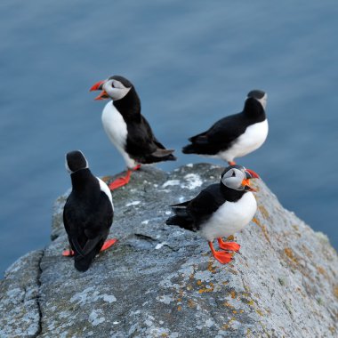 Martı (fratercula arctica)