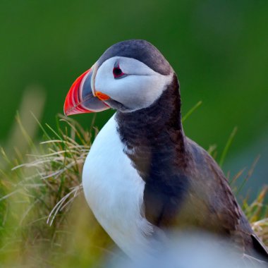 Martı (fratercula arctica)