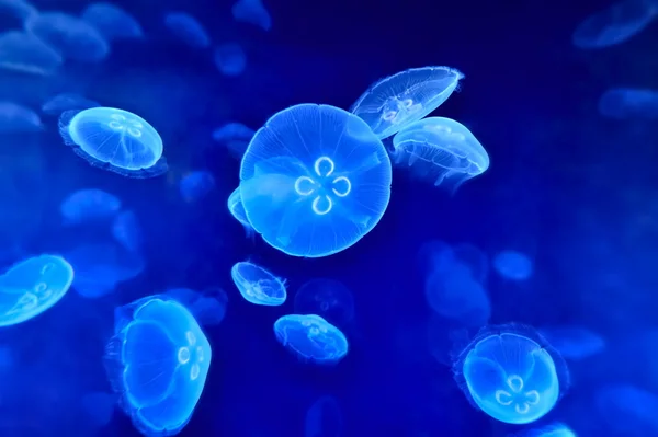 stock image Underwater image of jellyfishes