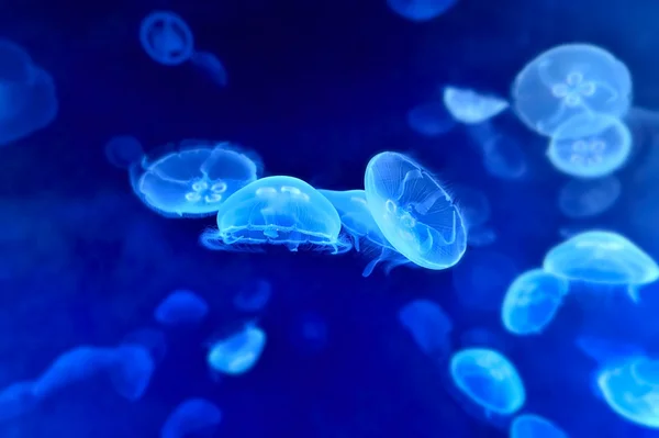 Image sous-marine de méduses — Photo