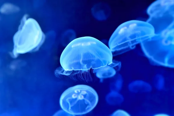 Podwodne obraz jellyfishes — Zdjęcie stockowe