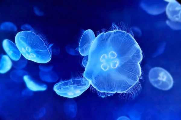 水下图像的 ； 水母 — 图库照片