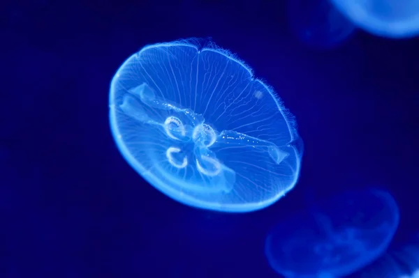 水下图像的 ； 水母 — 图库照片