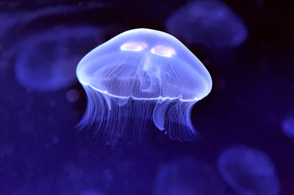 Imagen submarina de medusas — Foto de Stock