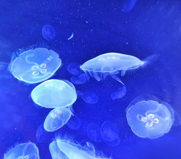 Image sous-marine de méduses — Photo