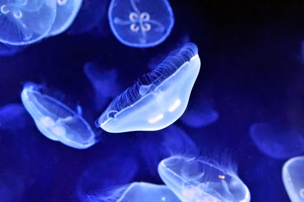 Imagen submarina de medusas — Foto de Stock