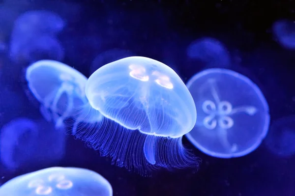 Sualtı jellyfishes görüntüsünü — Stok fotoğraf