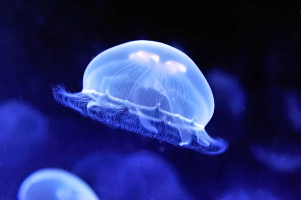 Underwater image of jellyfishes — Stock Photo, Image