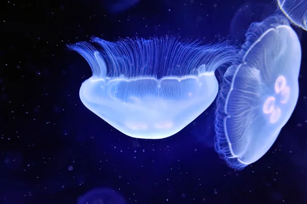 Immagine subacquea di meduse — Foto Stock