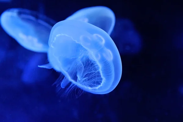 Imagen submarina de medusas —  Fotos de Stock