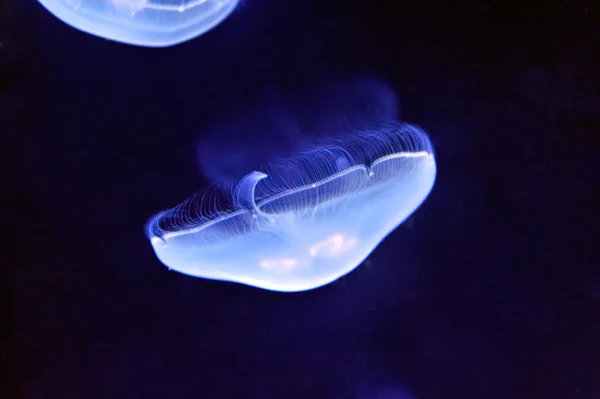 Подводное изображение медуз — стоковое фото