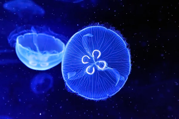 Podwodne obraz jellyfishes — Zdjęcie stockowe