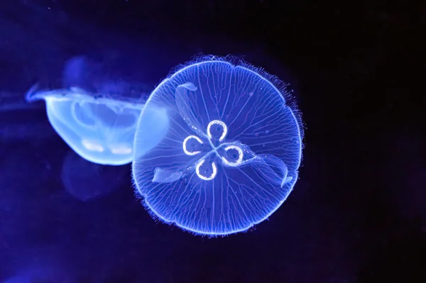 Underwater bilden av maneter — Stockfoto