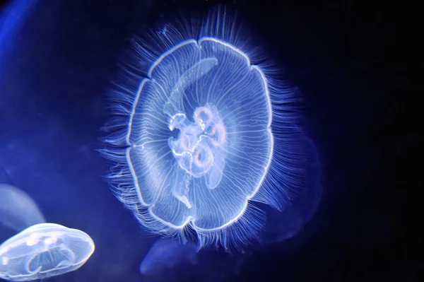 Víz alatti kép medúzákat — Stock Fotó