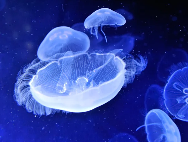 Podvodní podobu jellyfishes — Stock fotografie