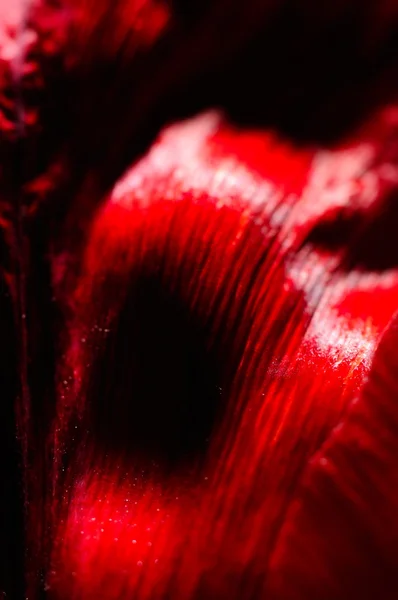 Rode tulp close-up — Stockfoto