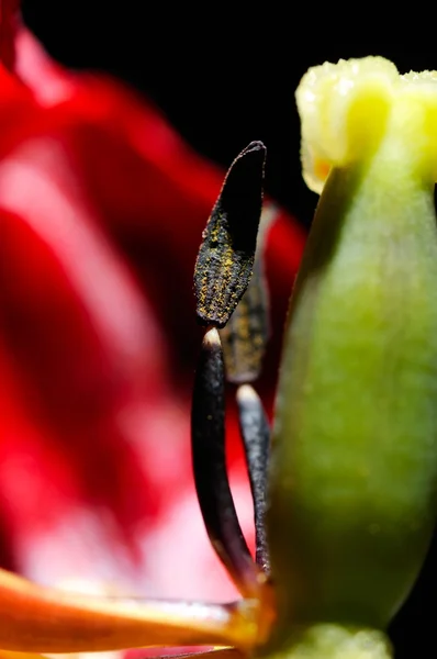 Rote Tulpen Nahaufnahme — Stockfoto
