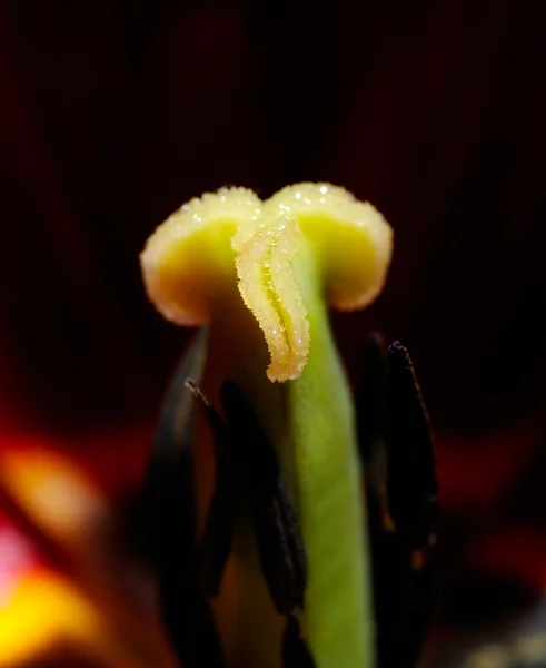 stock image Red tulip closeup