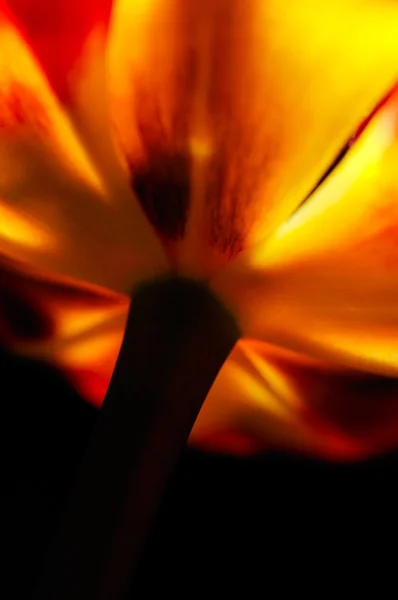 Červený tulipán detailně — Stock fotografie
