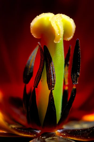 Stock image Red tulip closeup