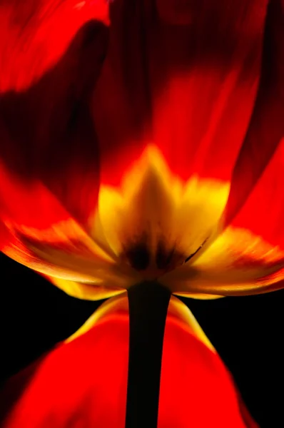 Tulipa vermelha close-up — Fotografia de Stock