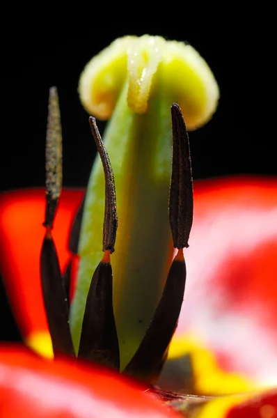 stock image Red tulip close-up