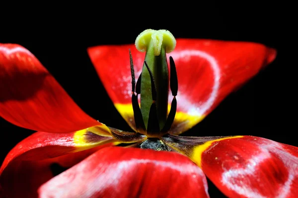 Red tulip close-up — Stock Photo, Image
