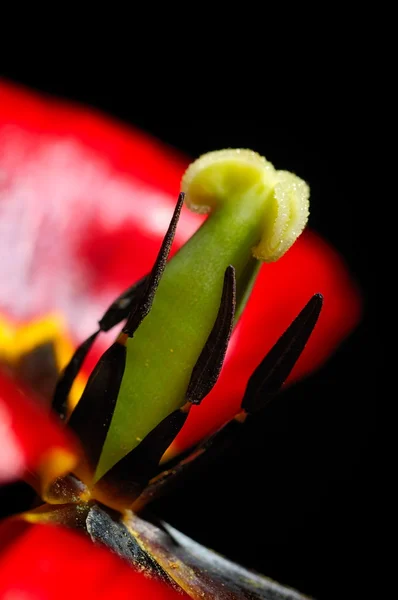 Tulipán rojo de cerca — Foto de Stock