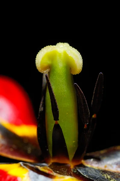 Tulipa vermelha close-up — Fotografia de Stock