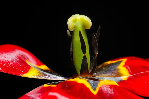 Tulipán rojo de cerca —  Fotos de Stock