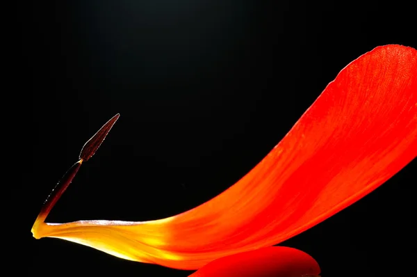 Röd tulpan närbild — Stockfoto