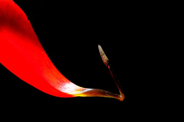 Röd tulpan närbild — Stockfoto