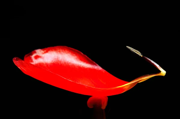 Tulipán rojo primer plano — Foto de Stock
