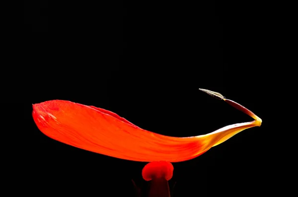 Red tulip closeup — Stock Photo, Image